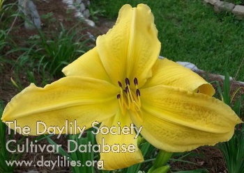 Daylily Look Here Mary